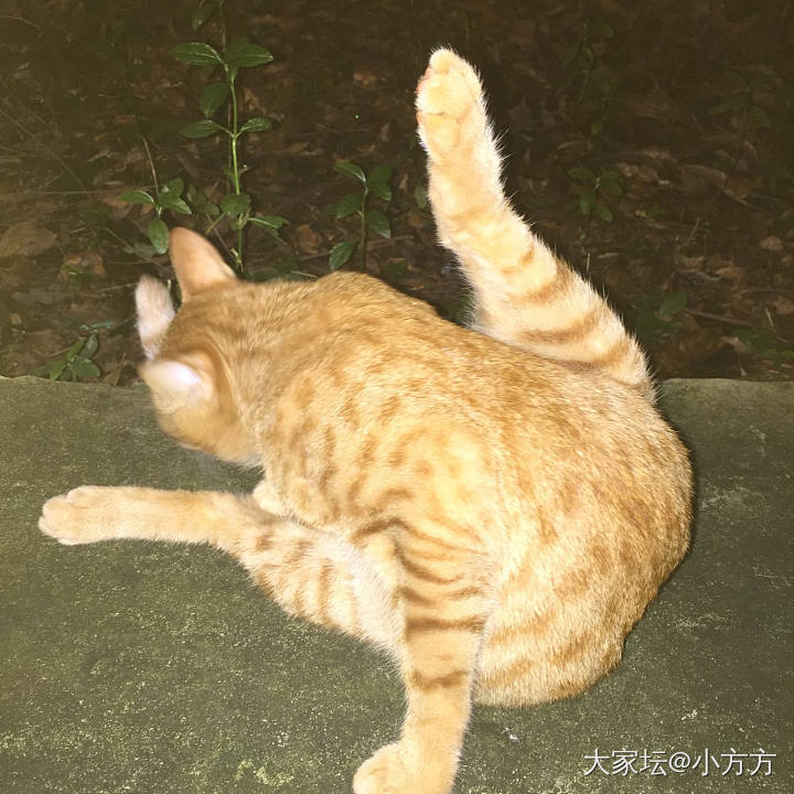 流浪猫_猫