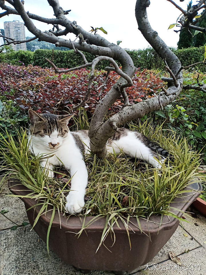 花盆里长了一只猫_猫