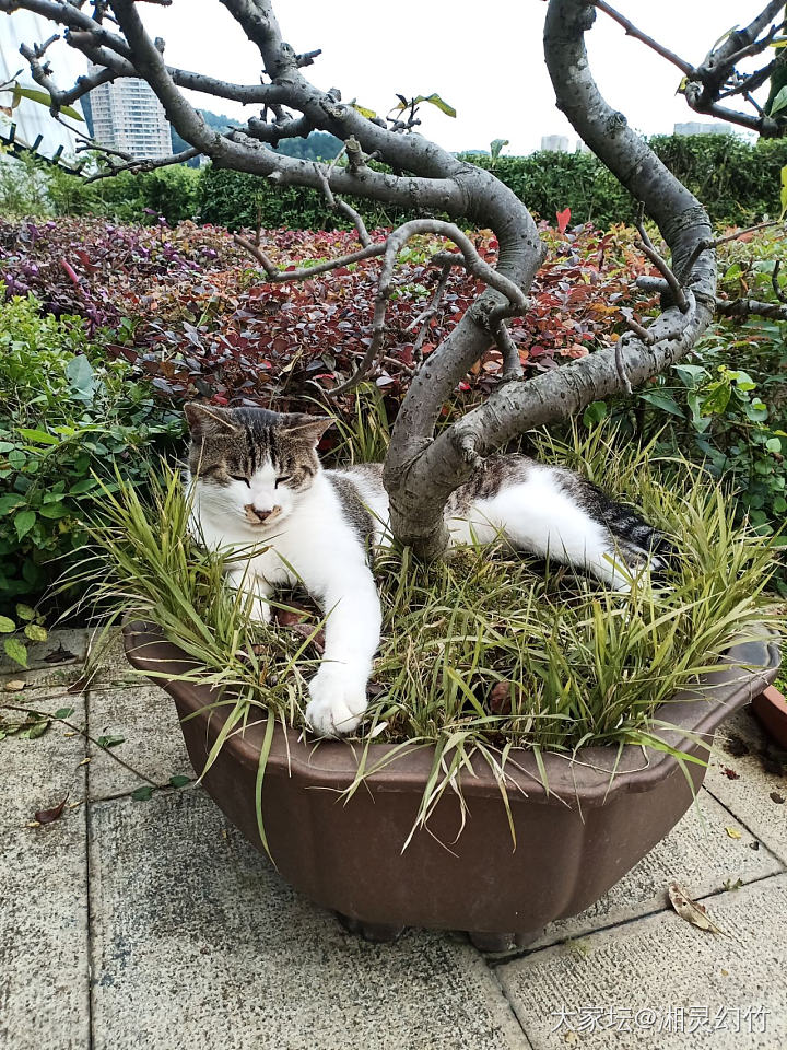 花盆里长了一只猫_猫