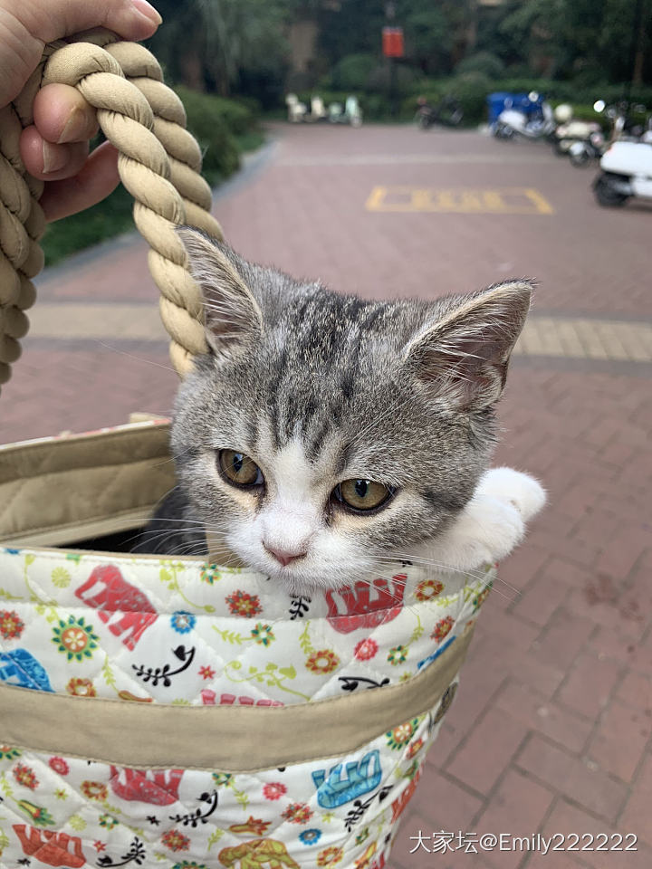 出门溜达去体检，医生宠爱地送月饼_猫翡翠