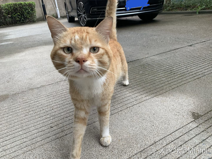 自己家的小宝贝在家撸不到，在老家撸别人家的小宝贝_猫