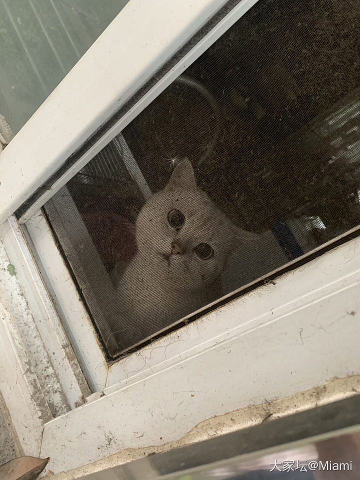 自己家的小宝贝在家撸不到，在老家撸别人家的小宝贝_猫