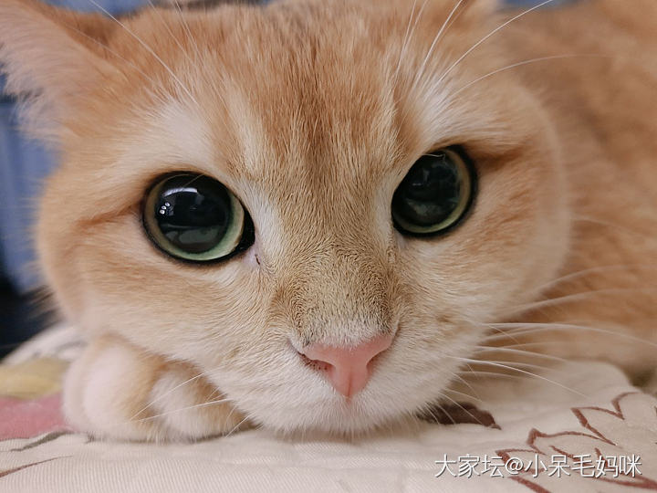 迷之角度小金金_猫