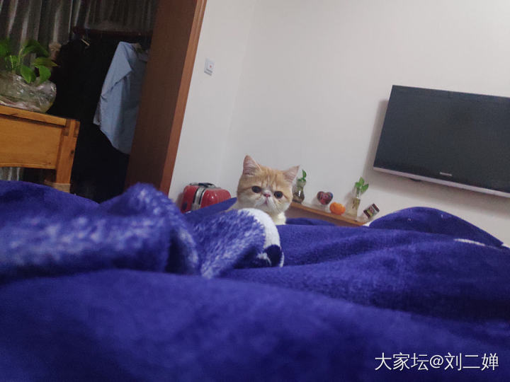 最终还是把可爱的猫咪送走了_猫