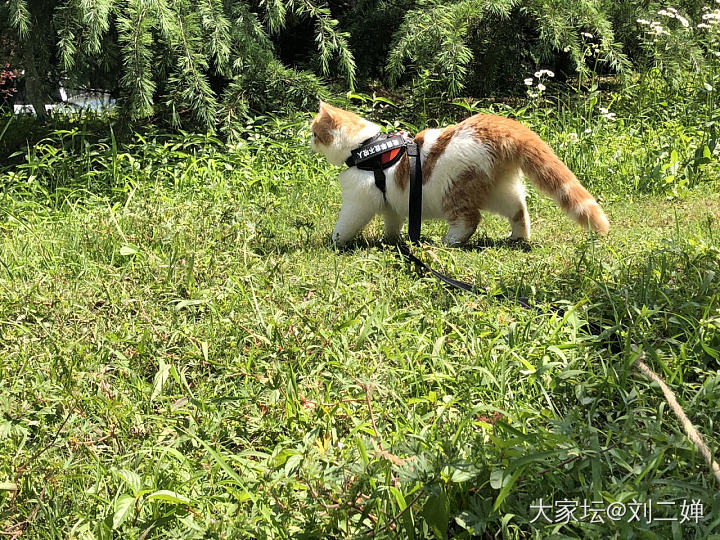 最终还是把可爱的猫咪送走了_猫