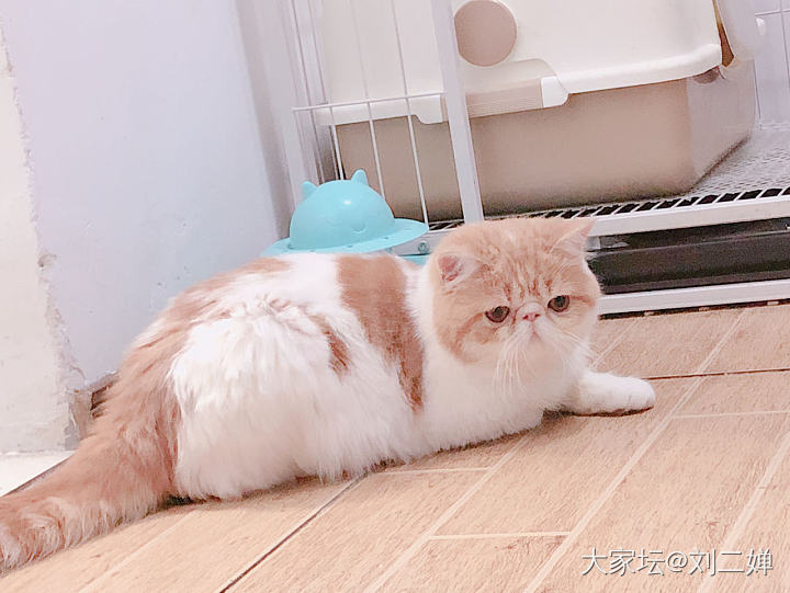 最终还是把可爱的猫咪送走了_猫