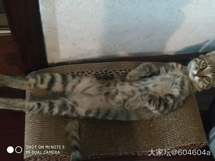 捡来的流浪小猫4个月啦_猫