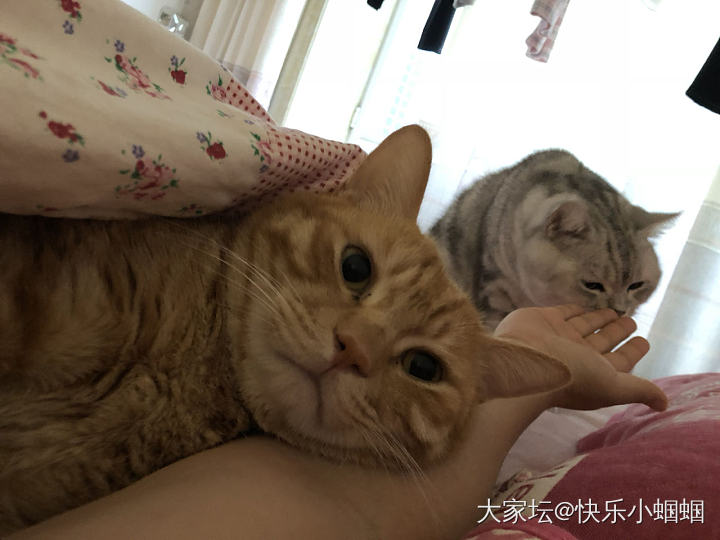 雨露均沾_猫