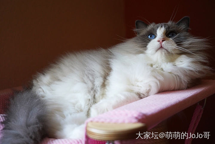 秋日午后各自安好_猫宠物