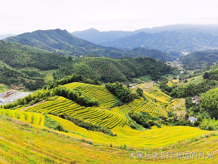 喜看稻菽千重浪_旅游