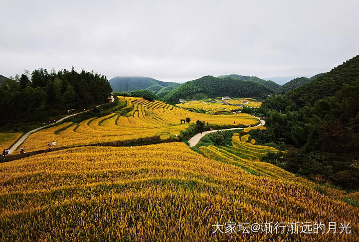 喜看稻菽千重浪_旅游