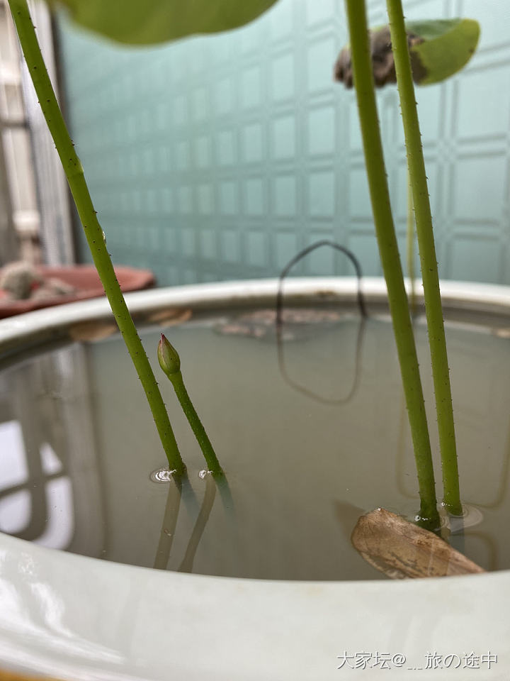 养花千日 用花一时_水生植物耳坠银