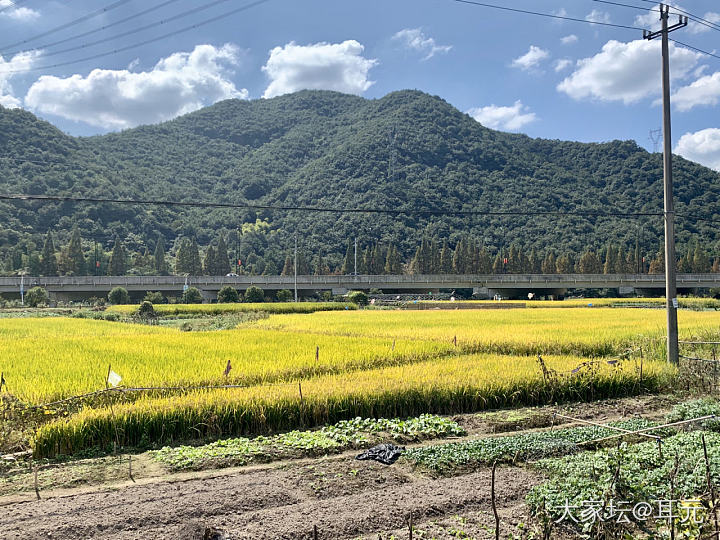 稻花香里说丰年_景色