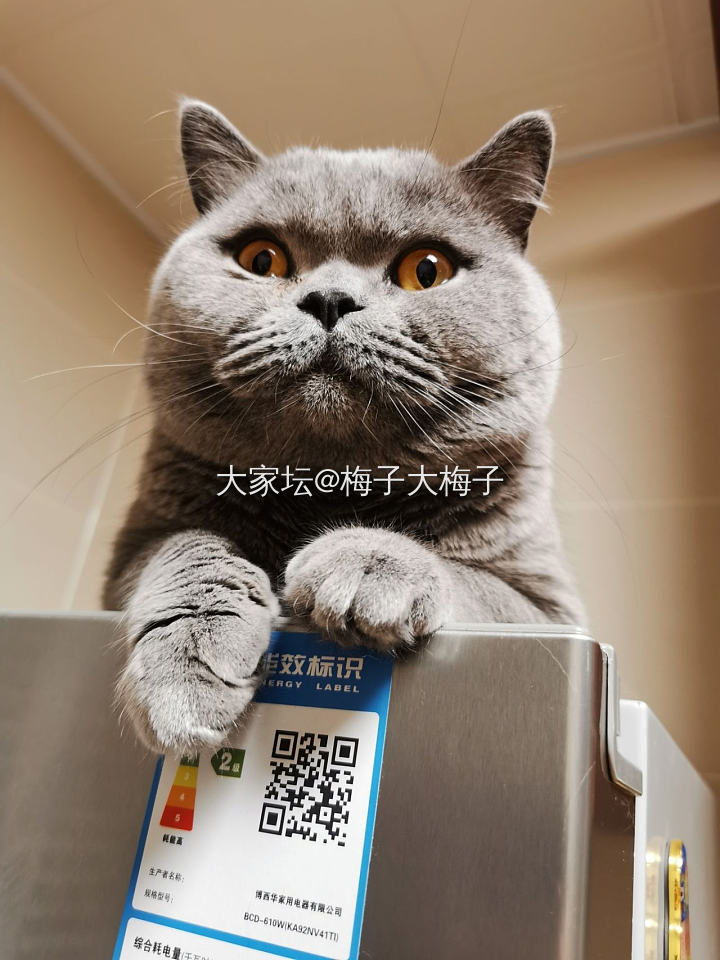 超级萌的角度_猫