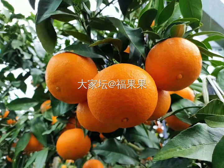 柑橘皇后红美人爱媛28号