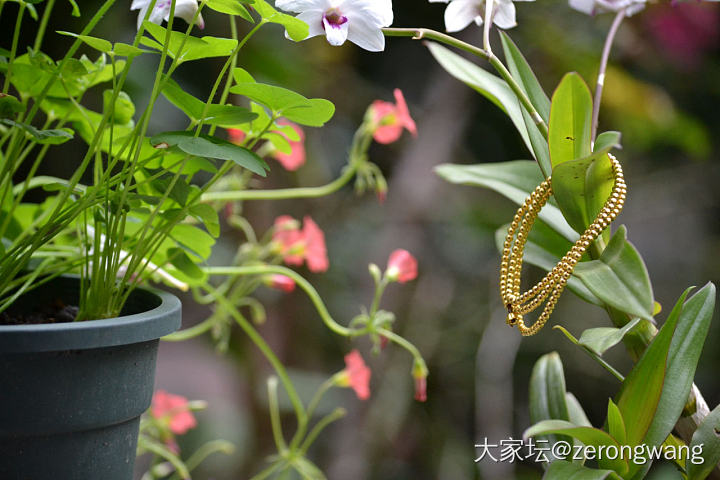 团购：古法莲蓬珠串（新增花丝鸳鸯配、皇冠戒指）（10月17日下午三点截团）_拼团预定金福利社