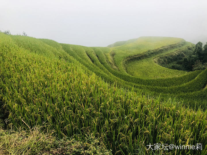 元阳梯田_景色