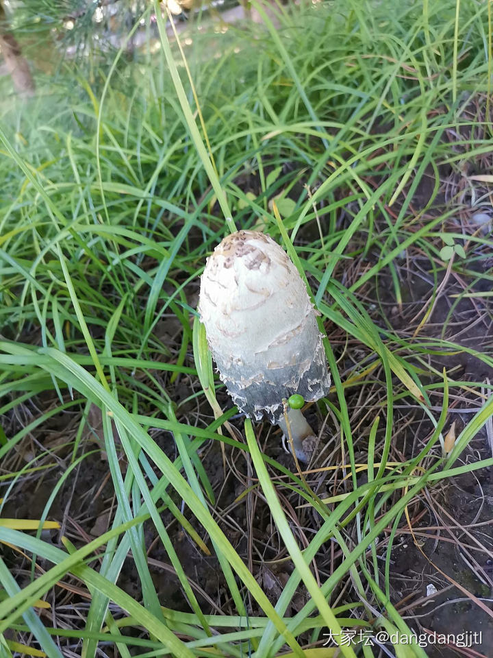 公园松树下发现的大蘑菇，有认识的吗？_植物