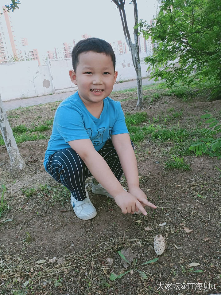 公园松树下发现的大蘑菇，有认识的吗？_植物