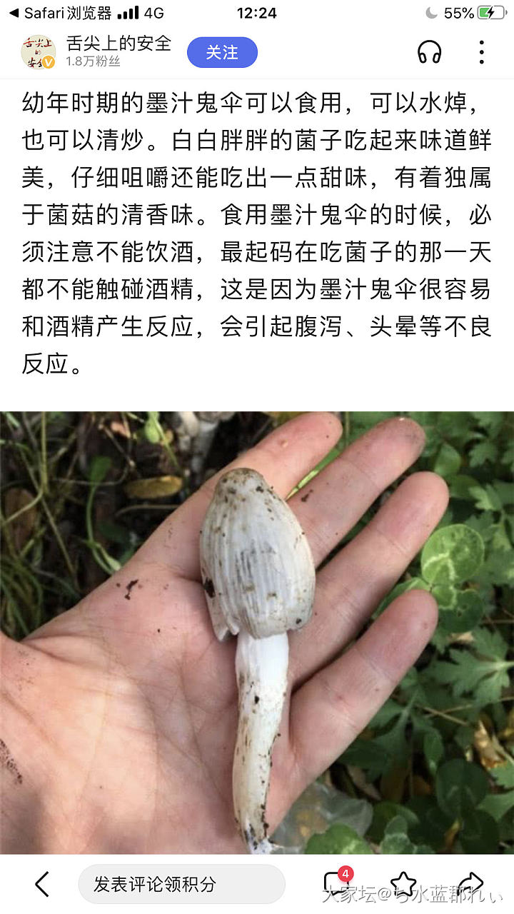 公园松树下发现的大蘑菇，有认识的吗？_植物