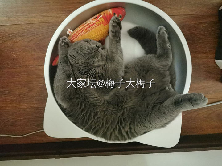 这位美女丝毫不在意仪表，大冷天地不凉吗_猫