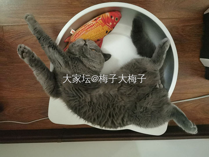 这位美女丝毫不在意仪表，大冷天地不凉吗_猫