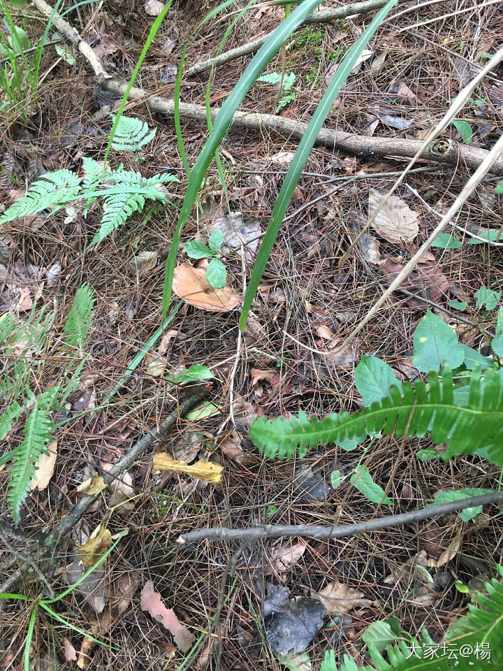 第一次吃菌菇锅，等得好急_美食