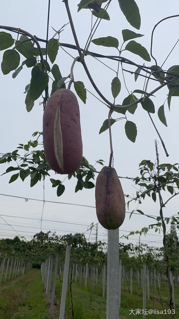 隔着屏幕都能闻到这秋日的清香[色]_花景色