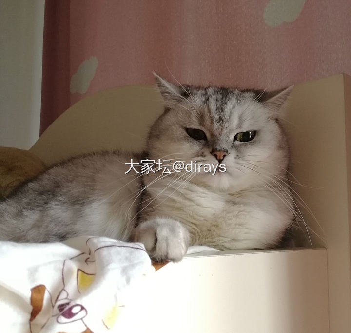 养猫25天_猫