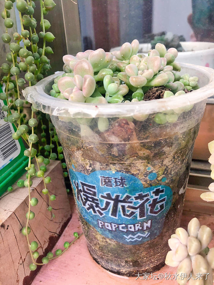 端着肉来_多肉植物