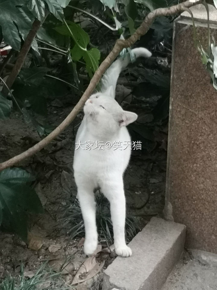 今天公园里抓拍的猫咪就是一个表情包啊_猫