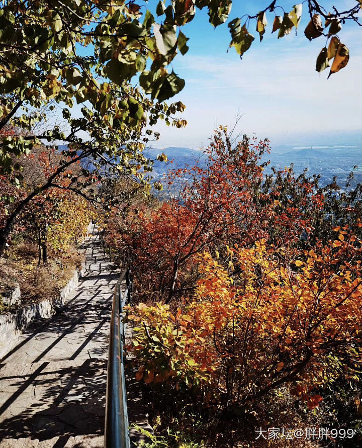 请假跑去看香山红叶🍁_景色