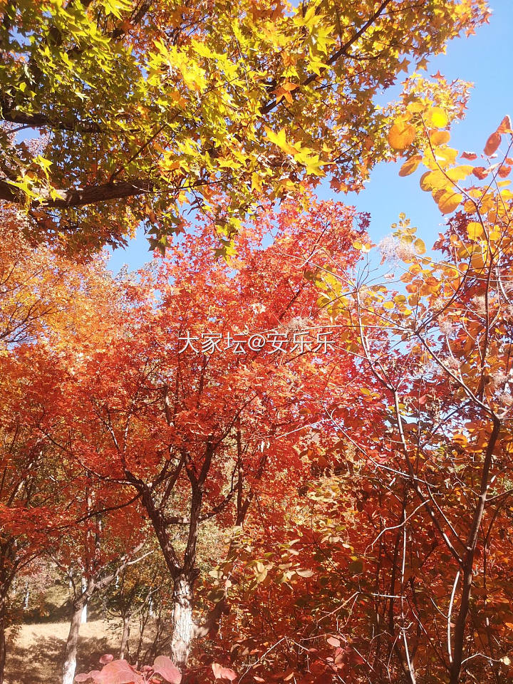 请假跑去看香山红叶🍁_景色