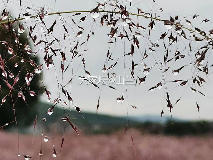 蒹葭苍苍，白露为霜_景色旅游