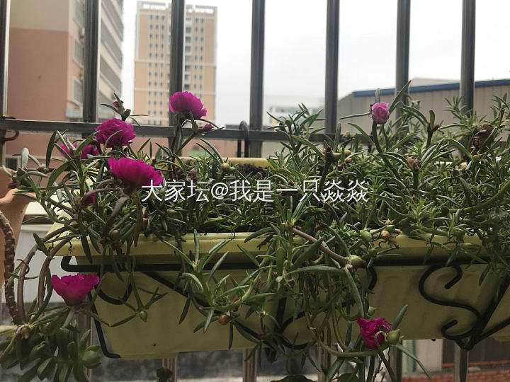 哎呀，活过来了！！_花