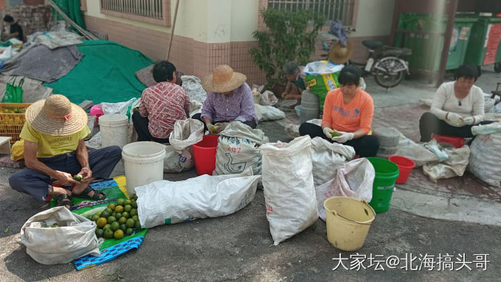 新会之行，陈皮之约_集散地