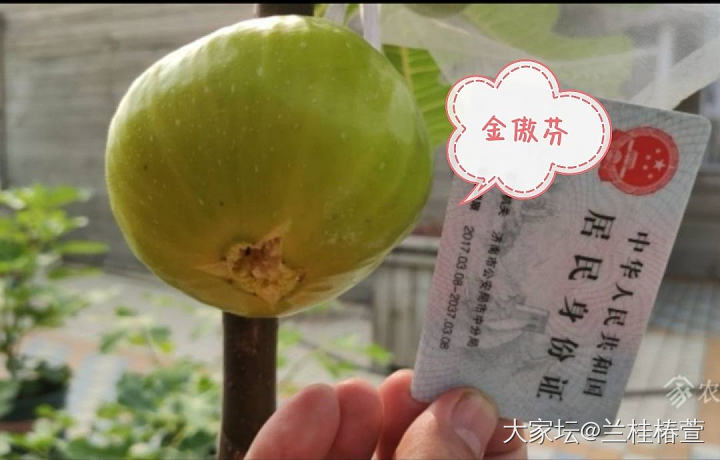 无花果_树果园水果美食生活