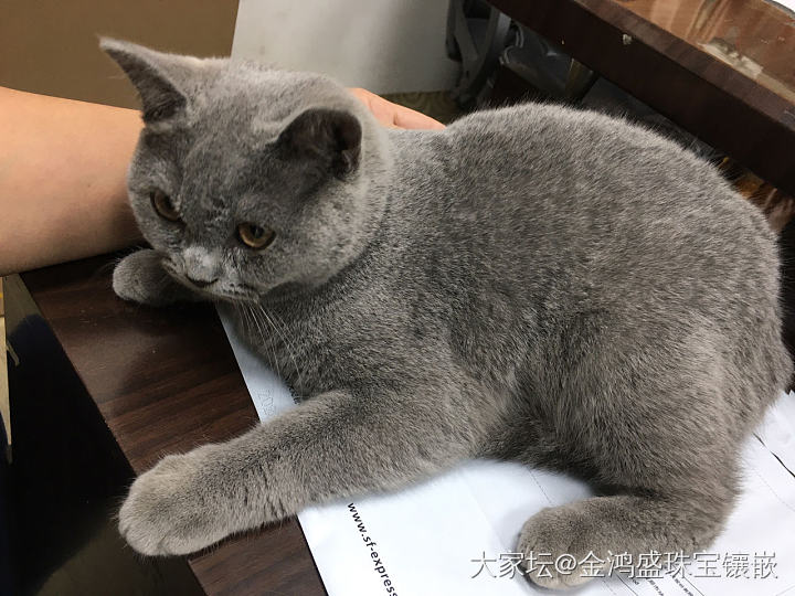 英短_猫