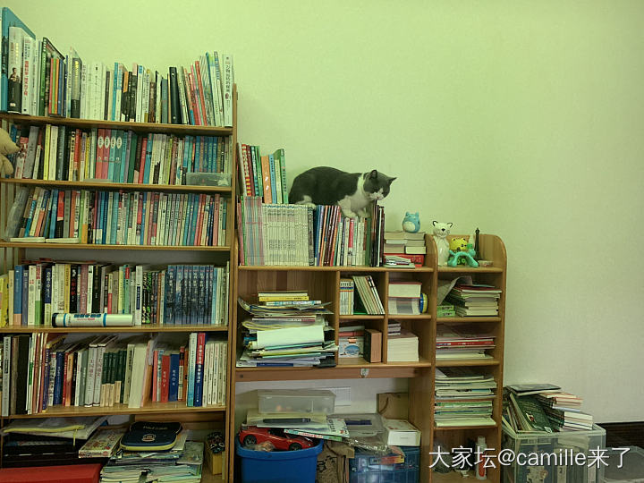 书籍是猫咪进步的阶梯_猫