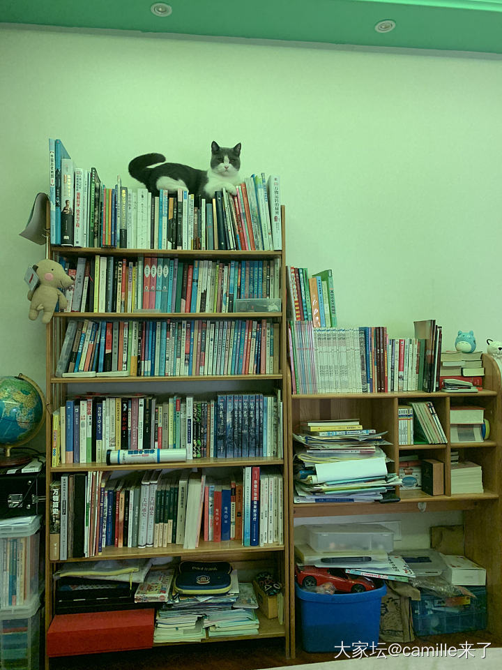 书籍是猫咪进步的阶梯_猫