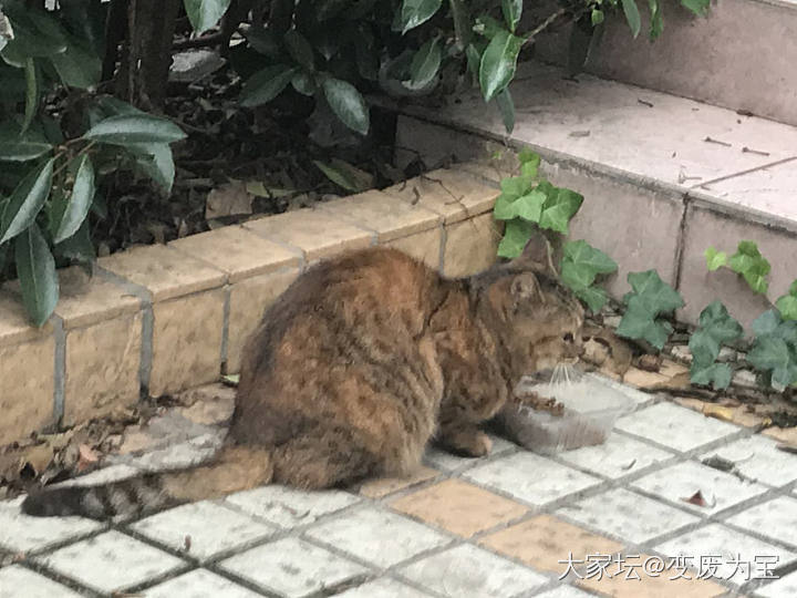 这个新来的，中午冒雨来吃霸王餐了_猫