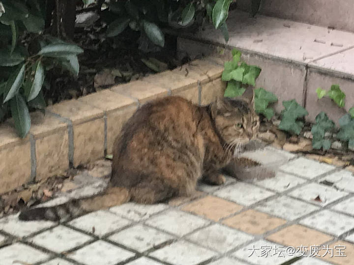 这个新来的，中午冒雨来吃霸王餐了_猫