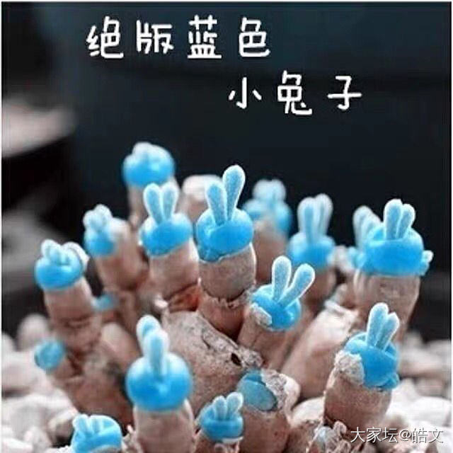 [色][色][色]
要是有地方   绝对要把它变成花园
四季都有   全年都开 ...