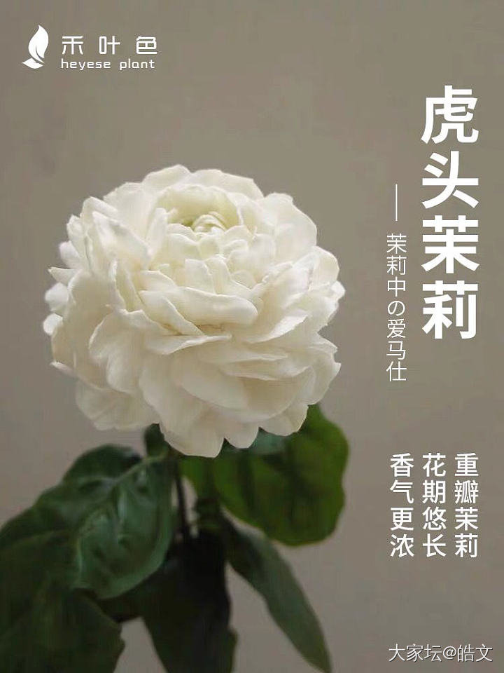 [色][色][色]
要是有地方   绝对要把它变成花园
四季都有   全年都开 ...