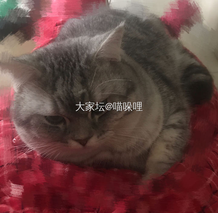 求坛友推荐猫窝_猫