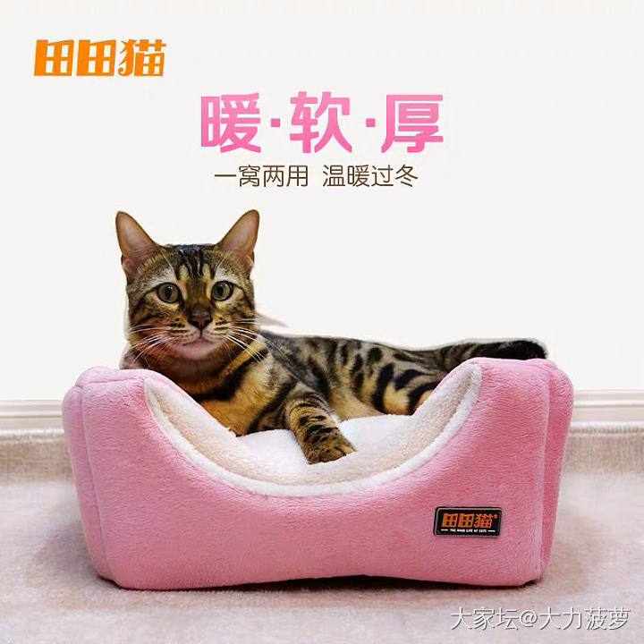 求坛友推荐猫窝_猫