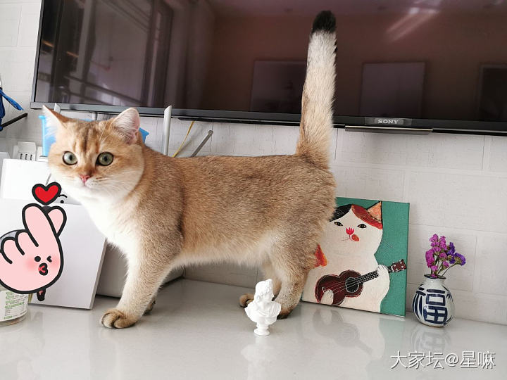 养猫人家里的猫咪元素_猫