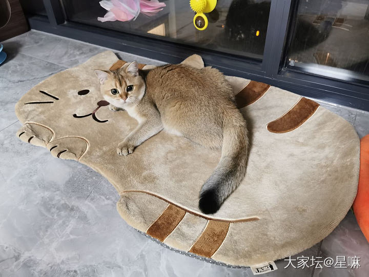 养猫人家里的猫咪元素_猫