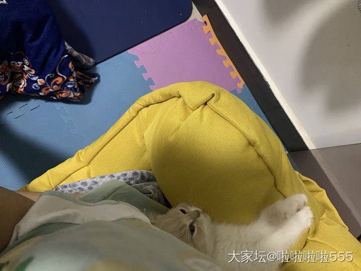 猫咪的各种睡姿集锦～😁_猫
