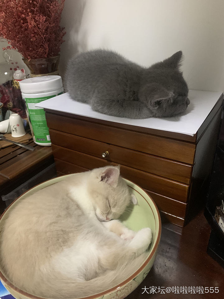 猫咪的各种睡姿集锦～😁_猫